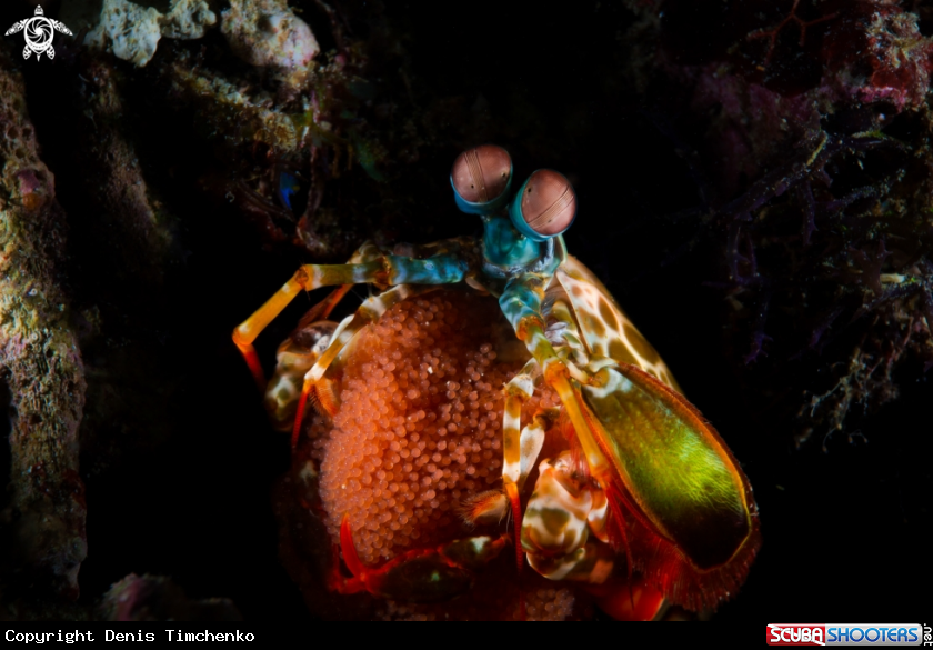 A ARTHROPODS