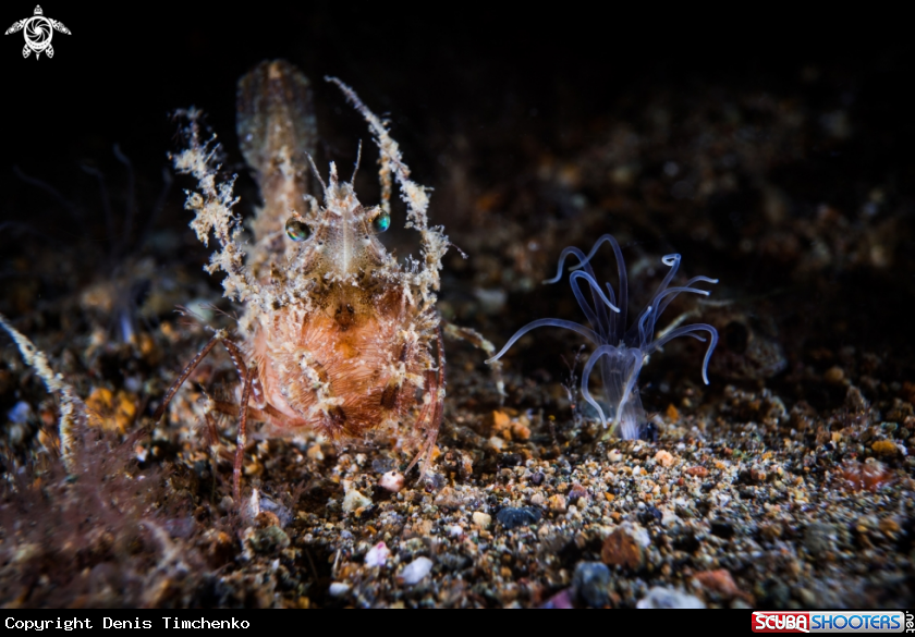 A ARTHROPODS