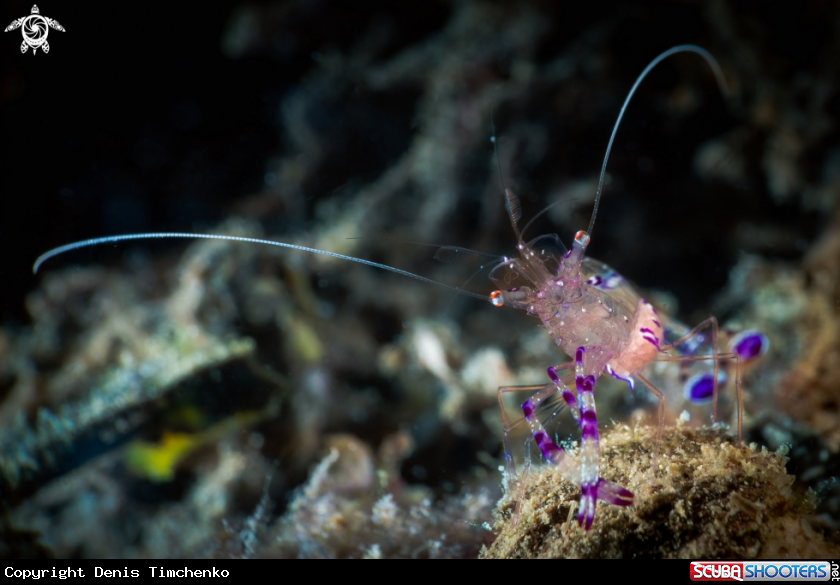 A ARTHROPODS
