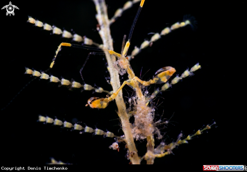 A ARTHROPODS