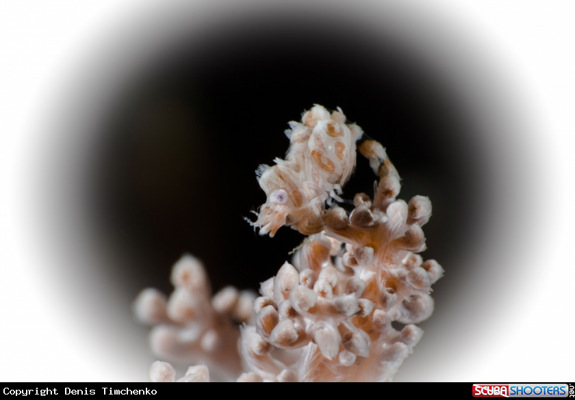 A ARTHROPODS