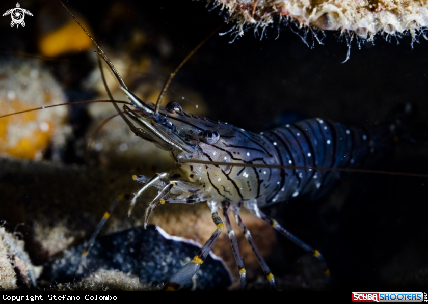 A Shrimp