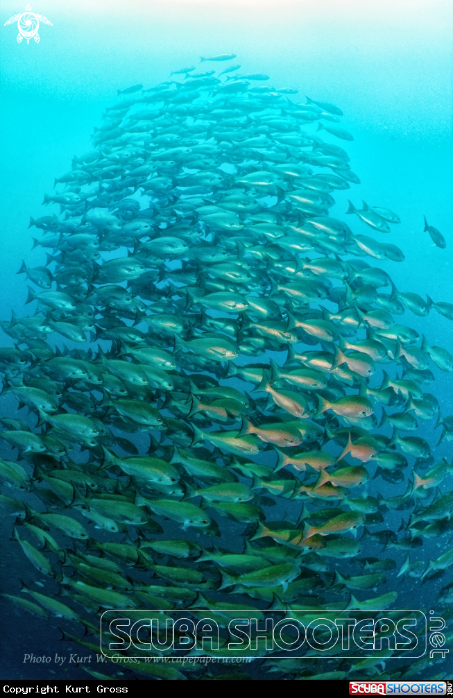 A Fish