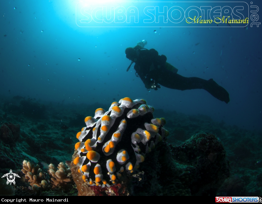 A Nudi & diver