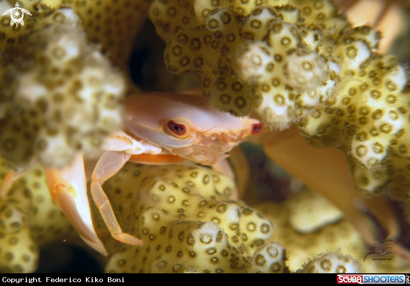 A Crab - Grancio