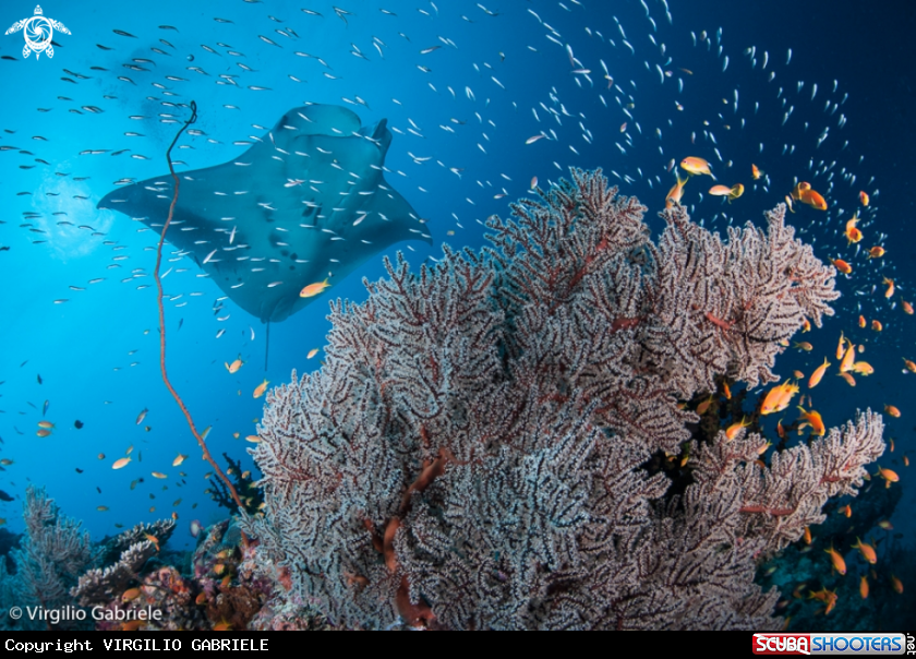 A Manta