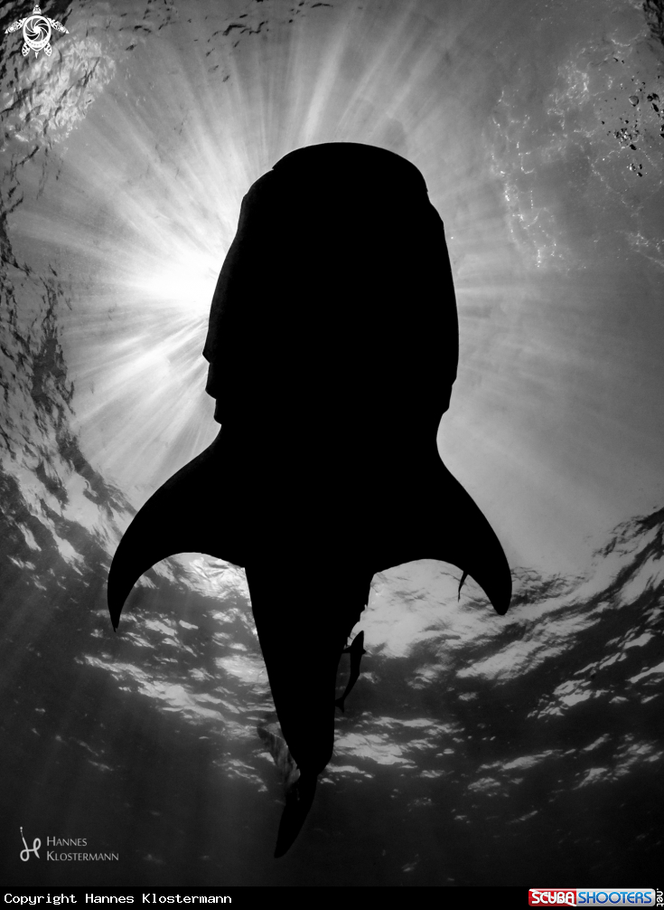 A Whale Shark