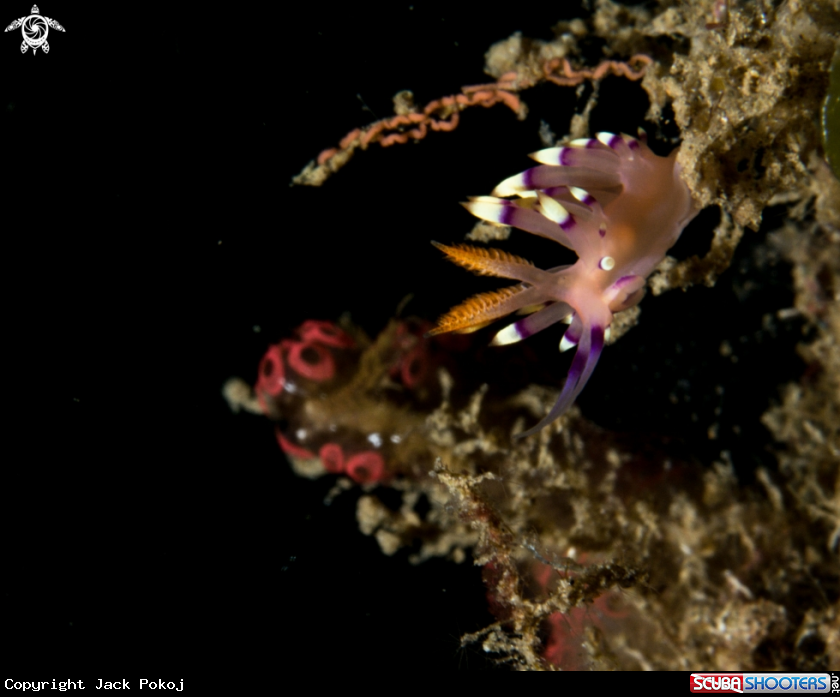 A Flabellina exoptata