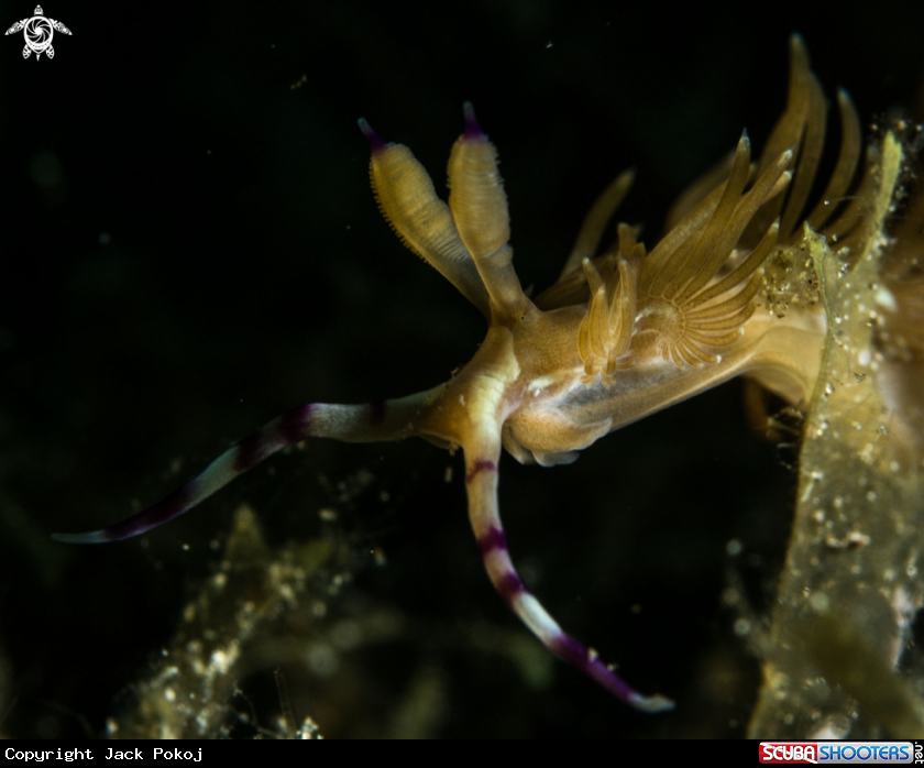 A Pteraeolidia semperi