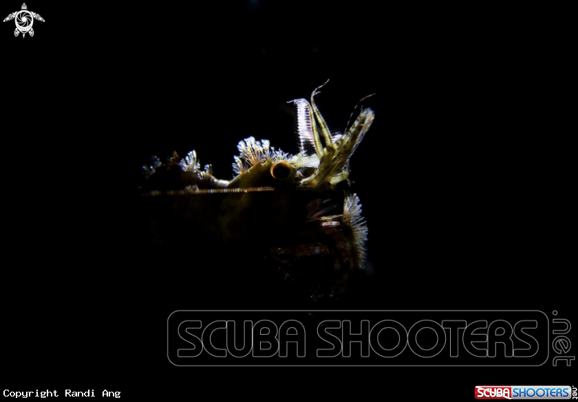 A Marble Shrimp / Saron Shrimp