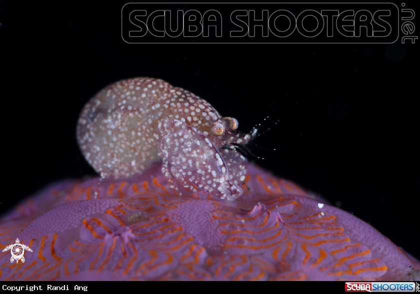 A Pistol Snapping Shrimp