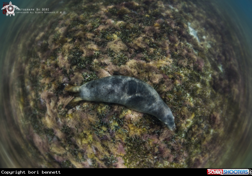 A Sea Lion