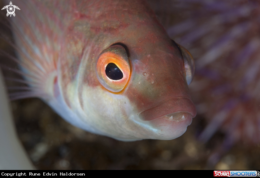 A Goldsinny wrasse