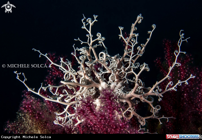 A Stella gorgone