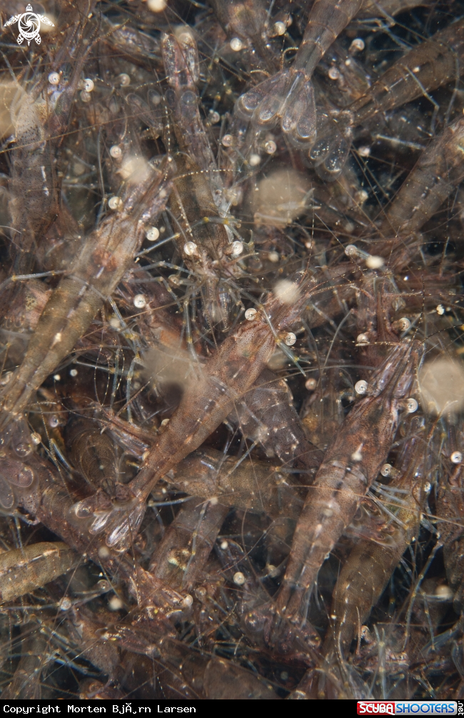 A Fjord shrimp