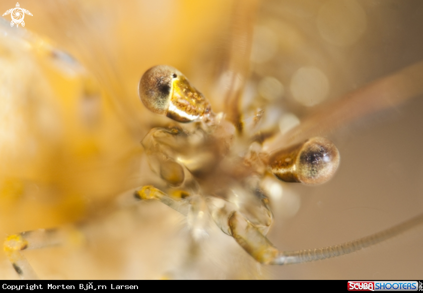 A Fjord shrimp