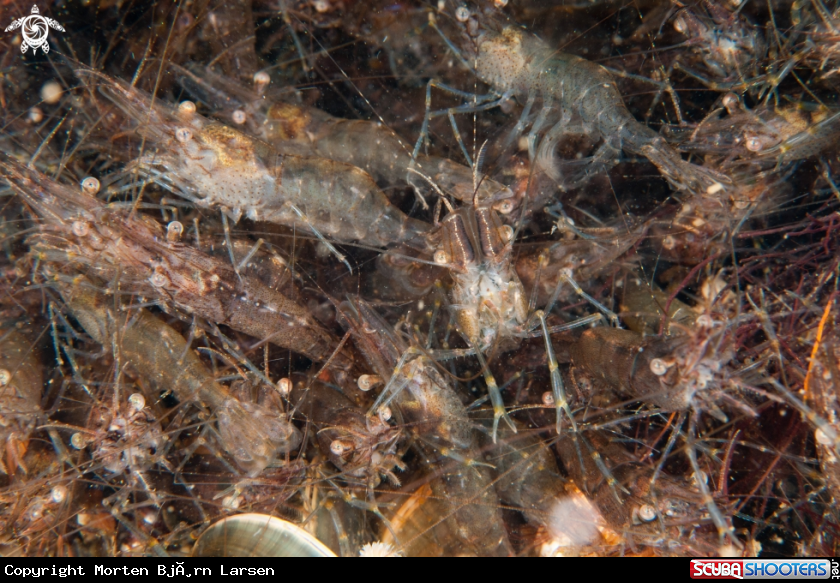 A Fjord shrimp