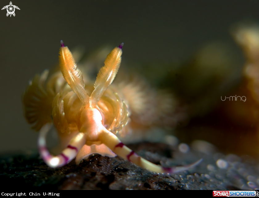 A Pteraeolidia semperi