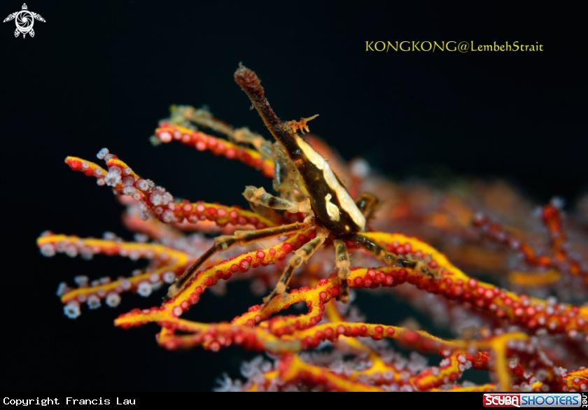 A Squat Lobster