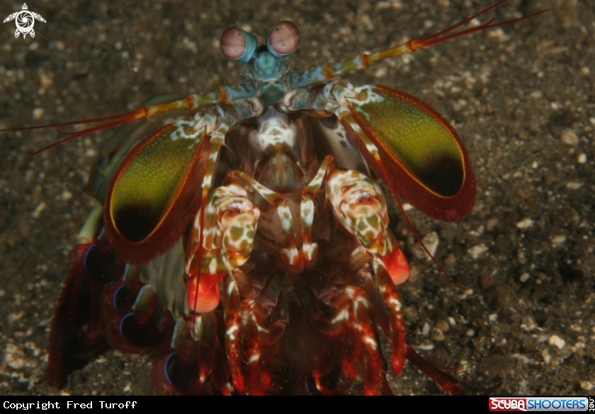 A Peacock Mantis Shrimp