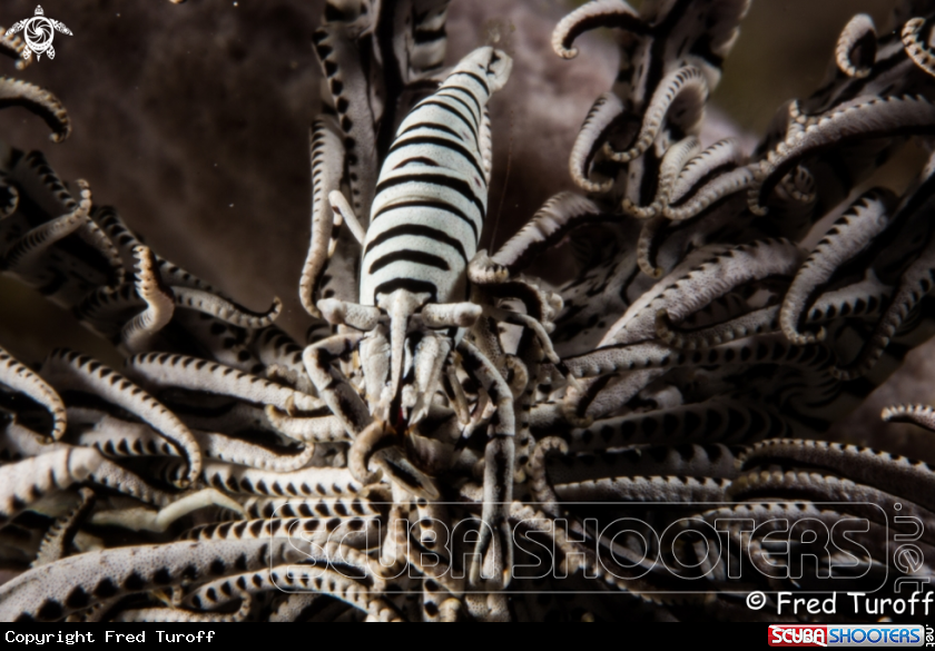 A Crinoid shrimp