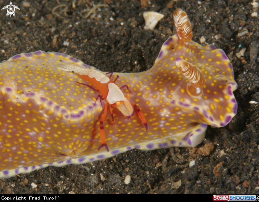 A Emperor shrimp