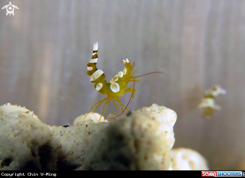 A Sexy Shrimp