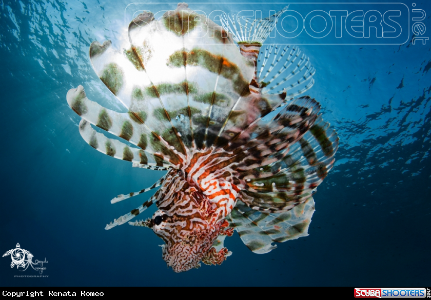 A Lionfish