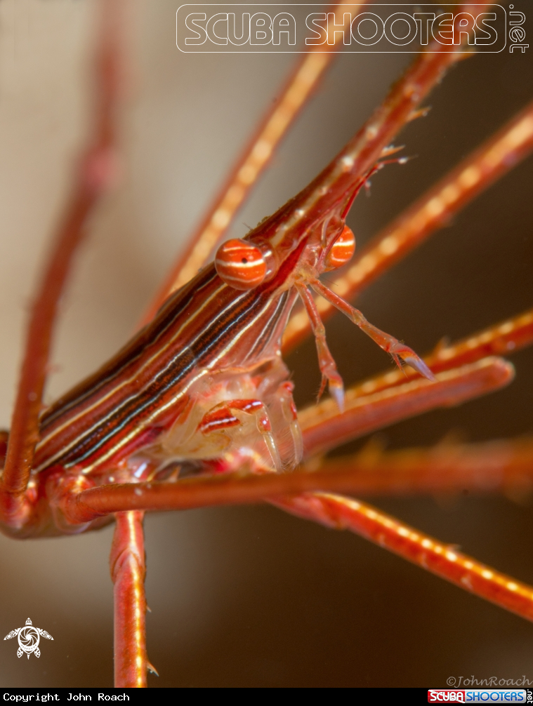 A Arrow Crab 
