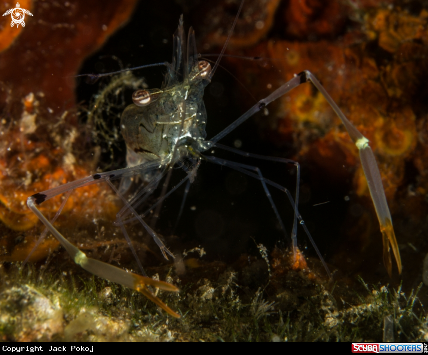 A Caupetes shrimp