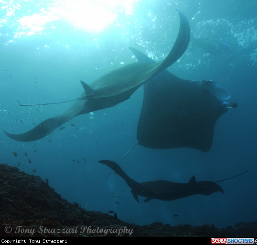 A Reef Manta