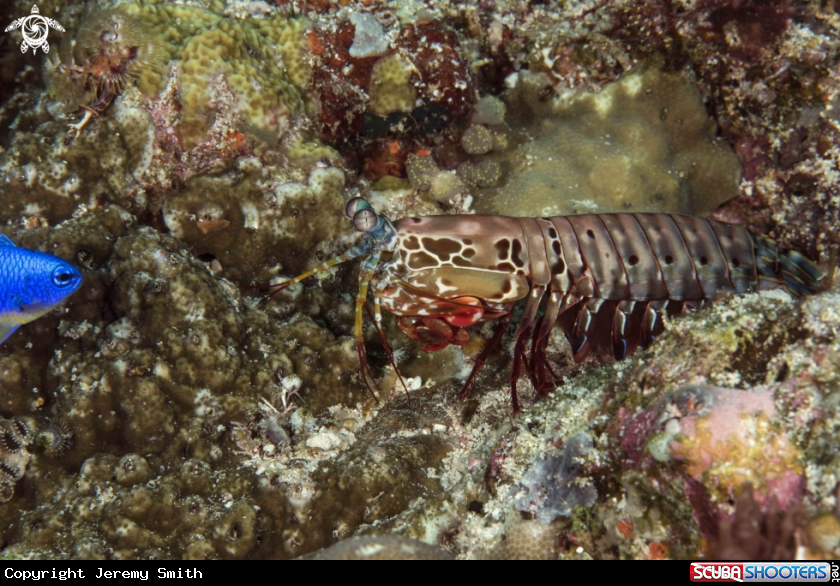 A Peacock Mantis Shrimp