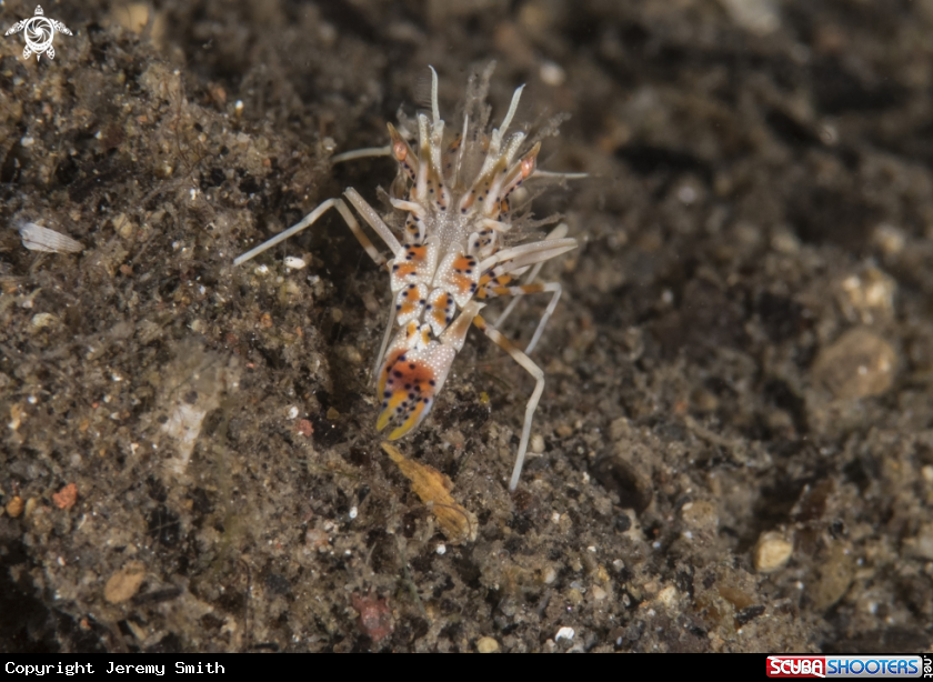 A Spiny Tiger Shrimp
