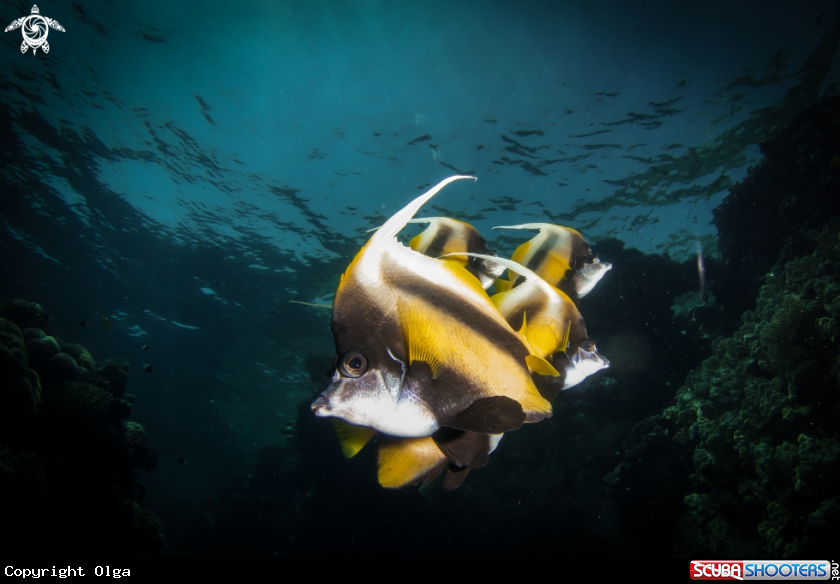 A Butterfly Fish
