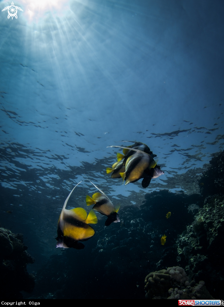 A Butterfly Fish