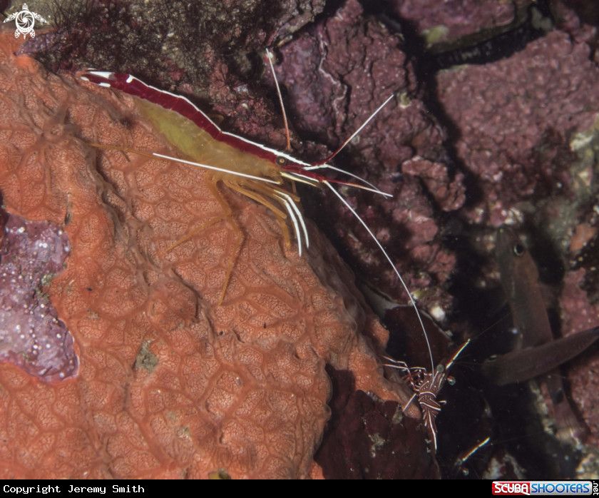 A White-banded Cleaner Shrimp