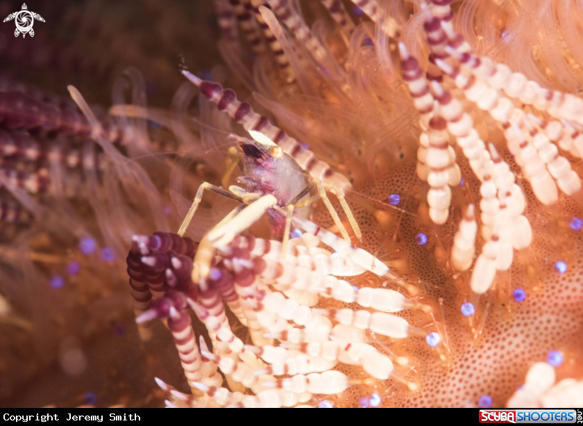 A Coleman Shrimp