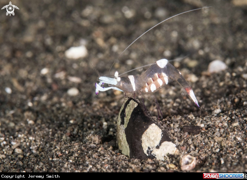 A Magnificent Anemone Shrimp