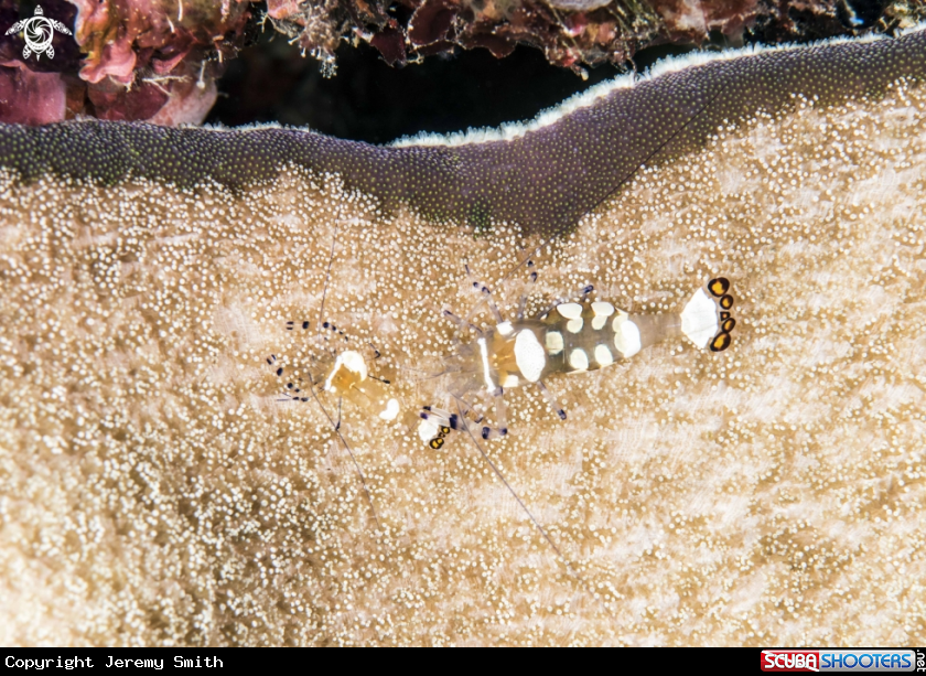 A Peacock-Tail Anemone Shrimp, 