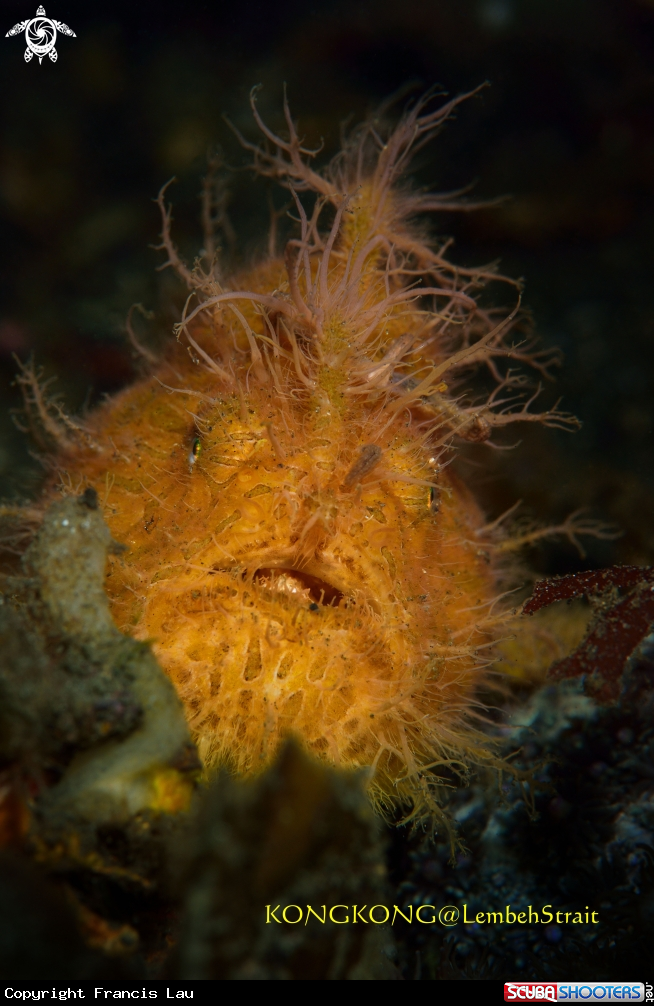 A Hairy Frogfish
