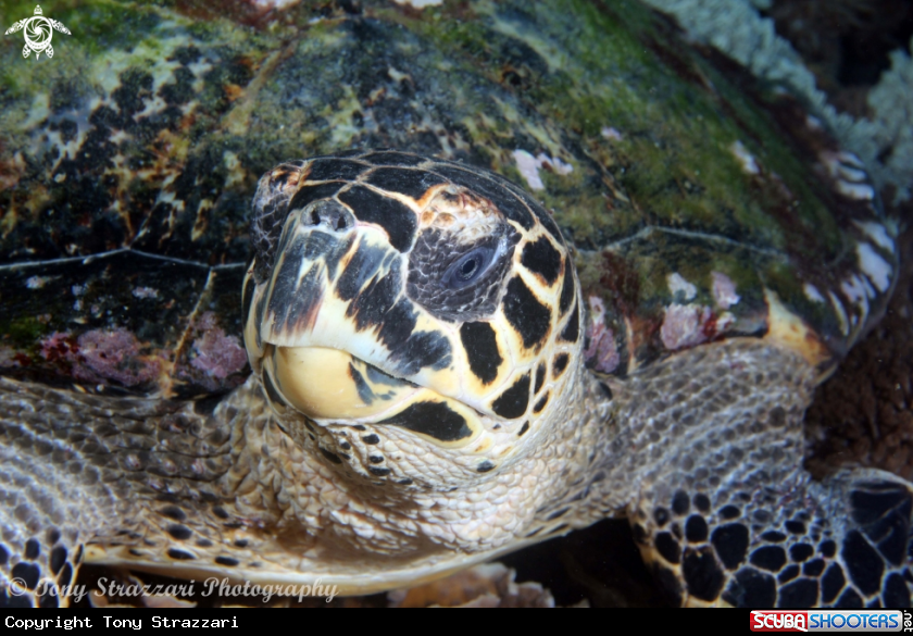 A Hawksbill Turtle