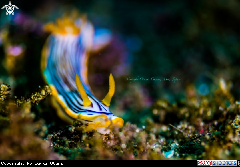 A nudibranch