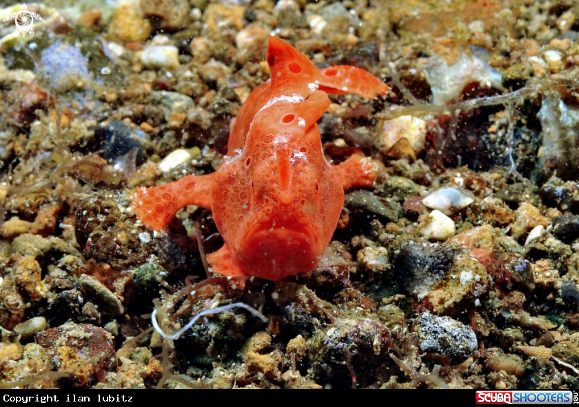 A juvenile frog fish