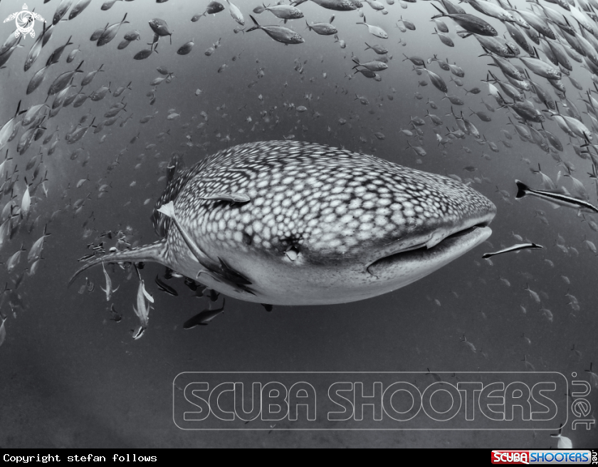 A Whale Shark