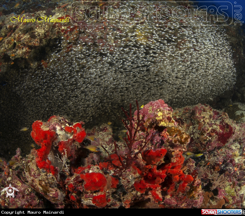 A Maldivian reef
