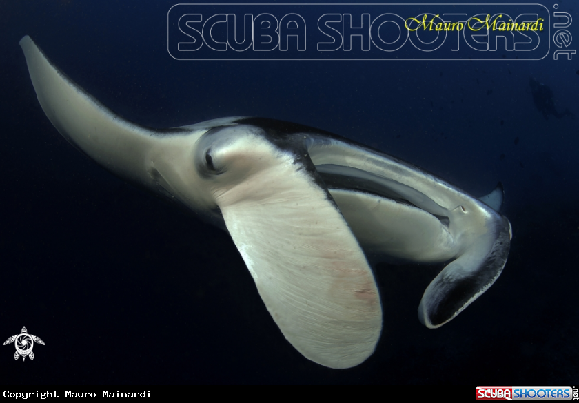 A Manta