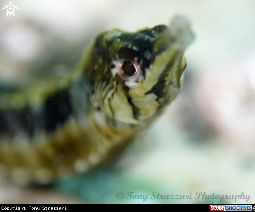 A Tiger Pipefish