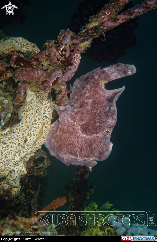 A Giant Frogfish