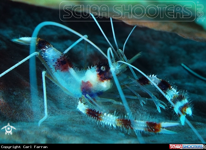 A Shrimp