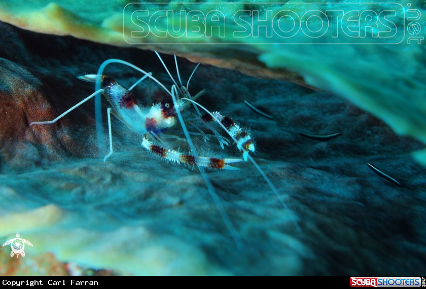 A Shrimp